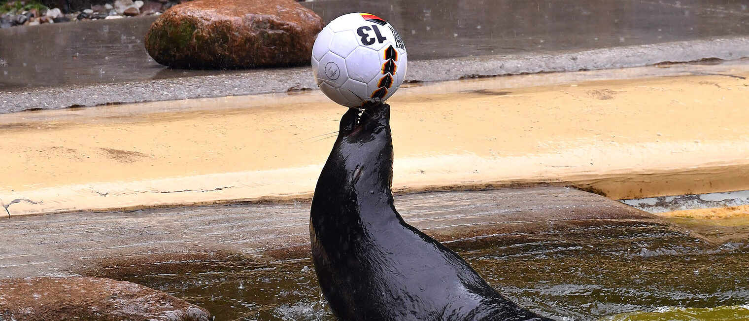 Daisy vom Rostocker Zoo sagt einen Sieg für Deutschland voraus.